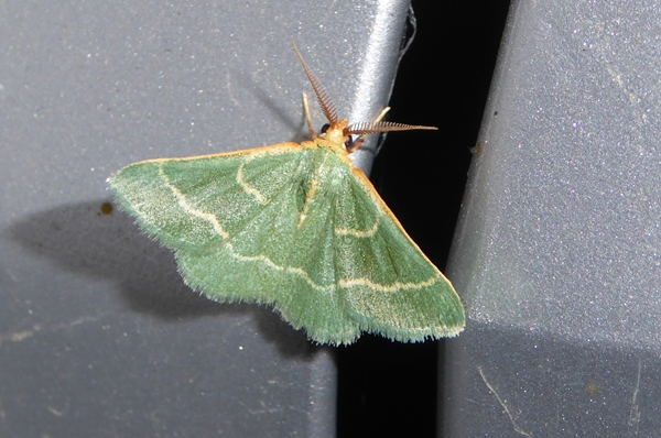 Microloxia herbaria, Geometridae